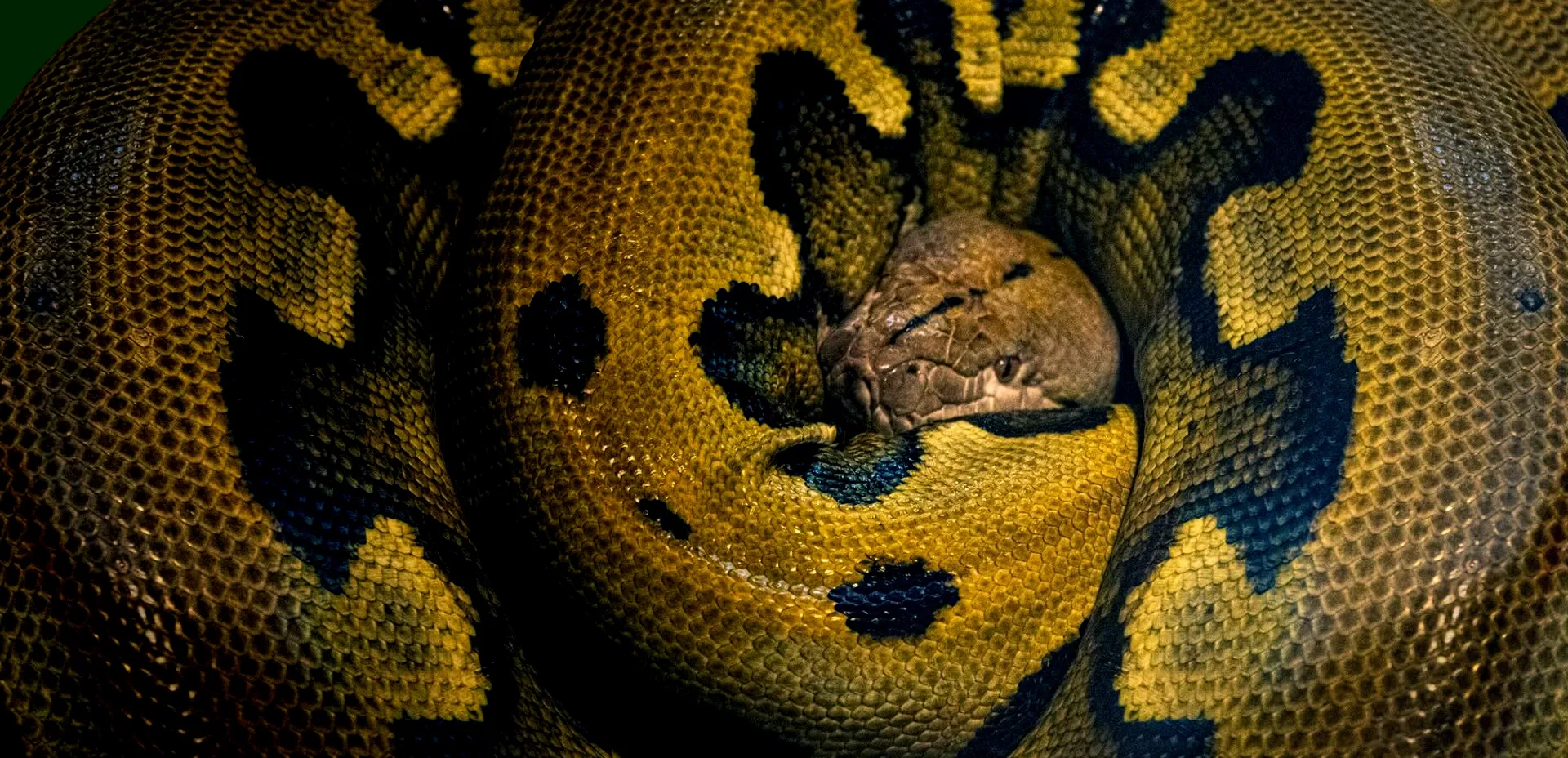 Inicio Slider Home Alternatus