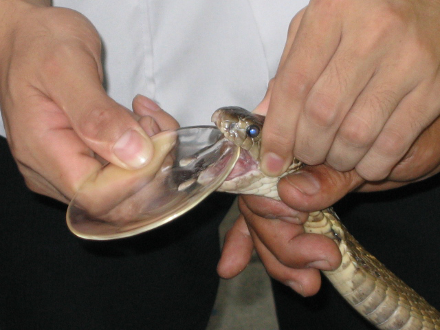 snake milking