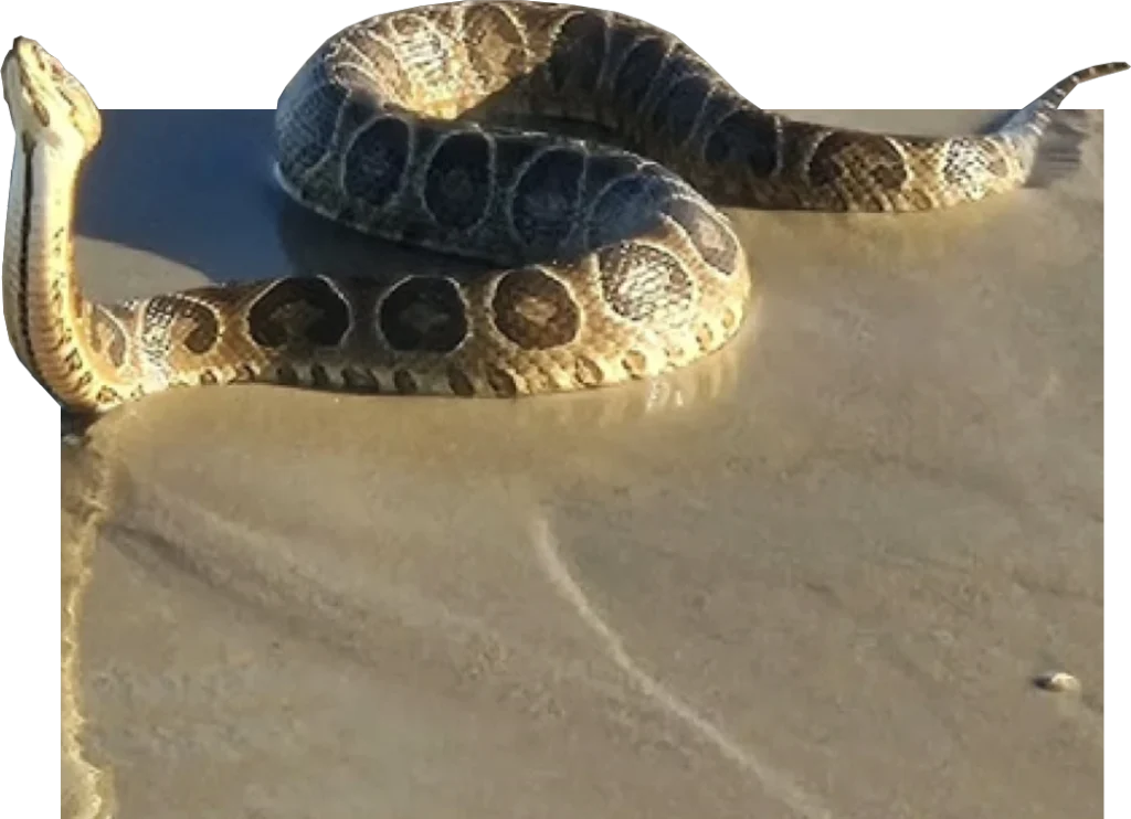 serpiente alternatus